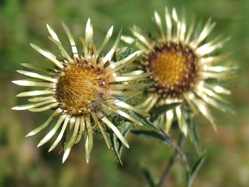 Golddistel, Carlina vulgaris, etnobotanika